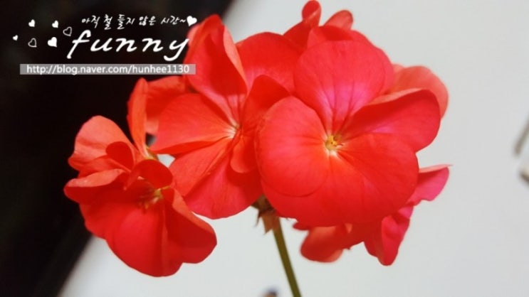  [3년 전 오늘] 메버릭 코랄