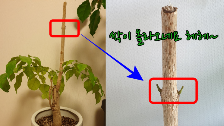  녹보수 가지치기 후~ 모습