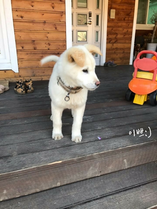  [강아지] 진돗개 설이