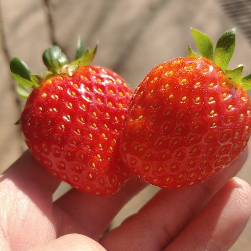 의외로 인기있는 유기농청년 설향 딸기 특상품 1kg 2kg, 특상품 1kg (25g이상) 추천합니다