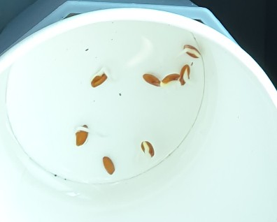  오늘도 파종