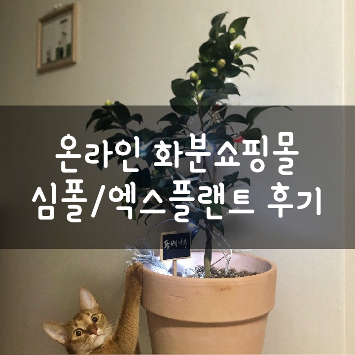 화분쇼핑몰 엑스플랜트 심폴 비교 후 동백나무 주문했어요! 화분쇼핑몰 엑스플랜트 심폴 비교 후 동백나무 주문했어요!