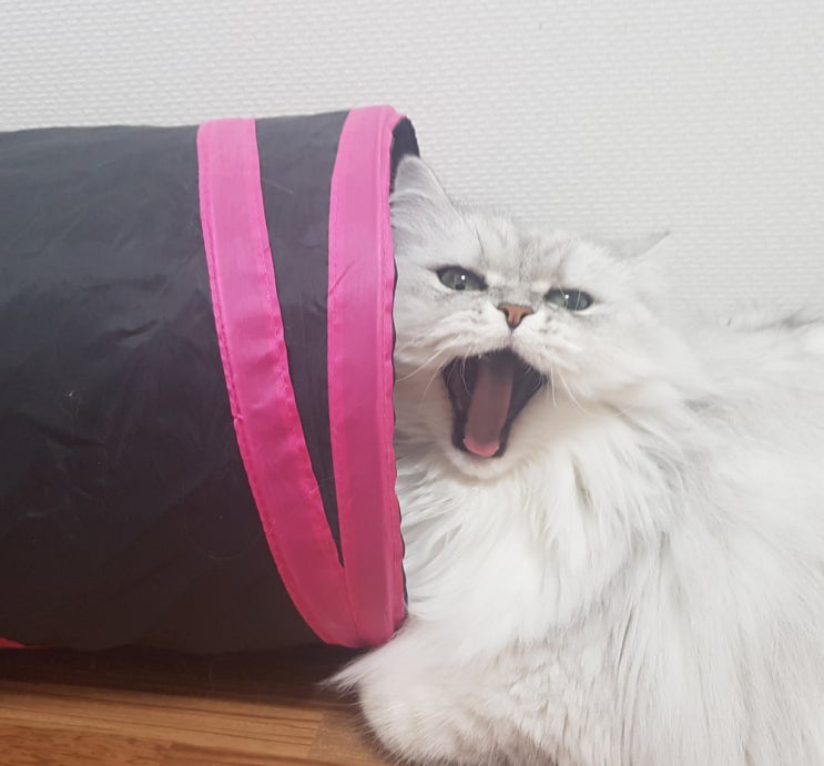  고양이 혀가 하는 중요한 역할