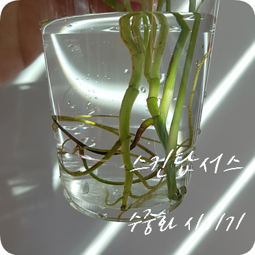  스킨답서스 키우기 #1 스킨답서스 수중화 성공, 스킨답서스 수경재배 (베타 침대)