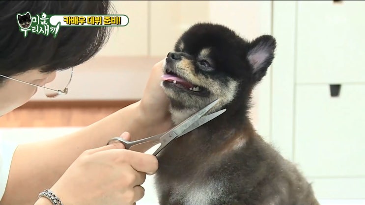 이태성 강아지 카오, 몬드 이태성 강아지 카오, 몬드