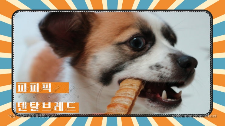 동물농장 강아지껌 피피픽 덴탈브레드로 강아지 치석제거와 관절까지 챙겨주기 동물농장 강아지껌 피피픽 덴탈브레드로 강아지 치석제거와 관절까지 챙겨주기