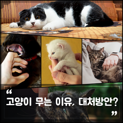 고양이가 무는 이유, 입질 버릇은 교육(훈련)으로 해결해요. : 네이버 블로그 고양이가 무는 이유, 입질 버릇은 교육(훈련)으로 해결해요. : 네이버 블로그