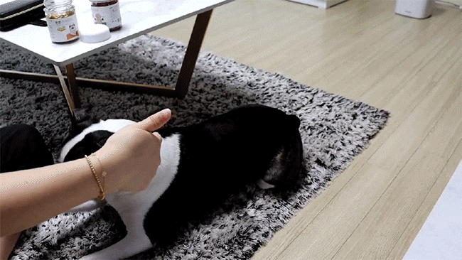  강아지 노즈워크 간식으로 좋은 마이페이보릿 튼튼트릿