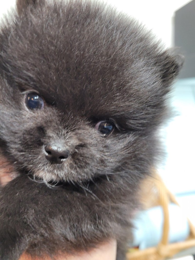 3d 아름다운 장난감 얼룩말 얼굴 분홍색 귀에 검은색과 흰색 무늬가 투명한 배경으로 서 있습니다, 얼굴에 흑백 패턴이 있고 투명한  배경에 분홍색 귀가 있는 3d 아름다운 장난감 얼룩말, 얼굴과 분홍색 귀에 흑백 무늬가, image size:800x1067