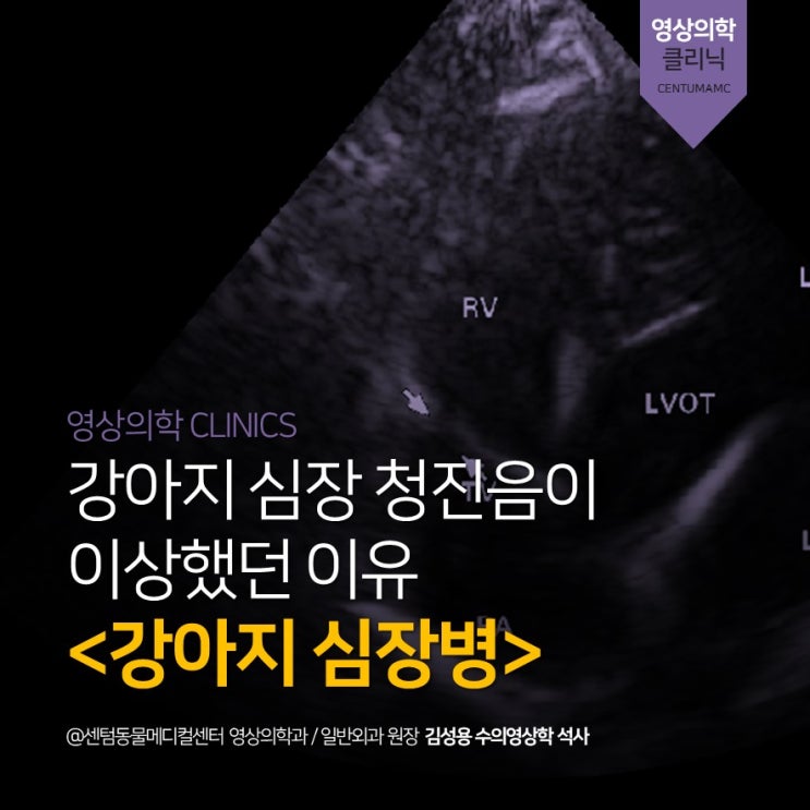  [부산 정밀심장검사 동물병원] 강아지 심장병 (센텀동물메디컬센터, 강아지 기침)