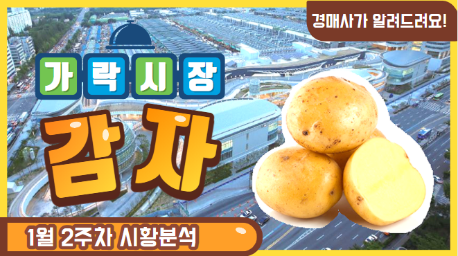  경매사가 알립니다. 1월2주차 가락시장 감자유통현황!