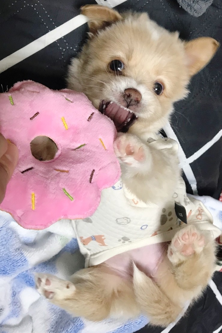 쫑이 덕질하기