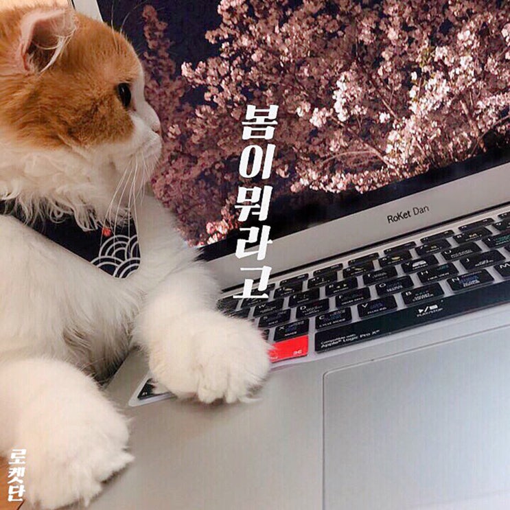 [2019.05.10] 로켓단 - 봄이뭐라고 [음원유통][음원발매][음원유통사]