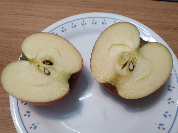  홈가드닝, 편의점 엔비 사과 씨앗부터 키우기 Envy Apple Tree 만들기