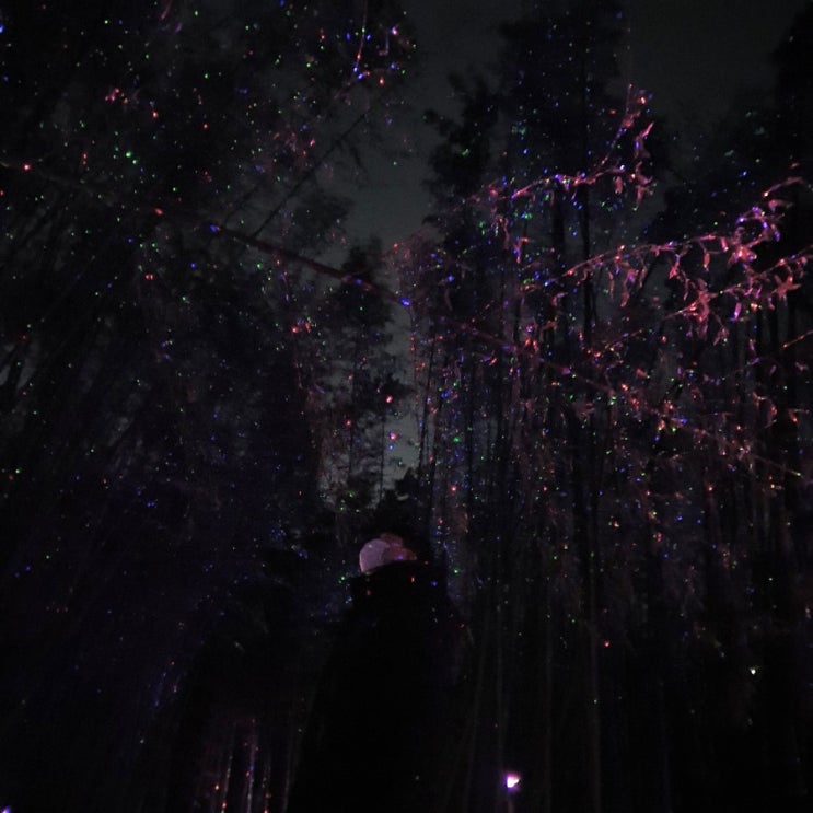 야간데이트하기좋은 아름다운 명소 울산 " 태화강십리대숲  "