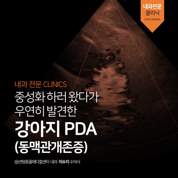  [진단에서 수술까지] 5살 강아지 PDA 동맥관개존증 (부산 심장전문 동물병원 센텀동물메디컬센터)