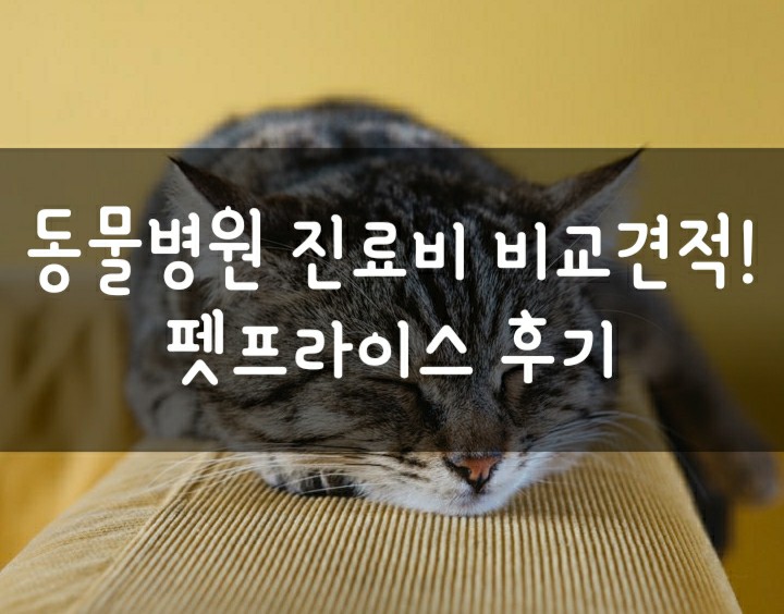 동물병원 진료비 수술비 바가지 쓰지 마세요! 펫프라이스 견적비교 후기 동물병원 진료비 수술비 바가지 쓰지 마세요! 펫프라이스 견적비교 후기