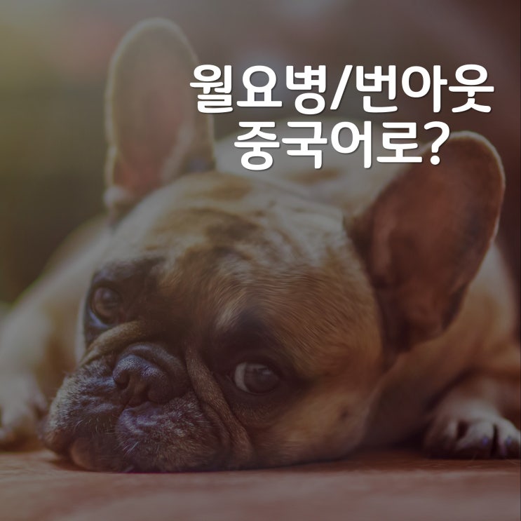  [1분 중국어] 쉬고싶다/은퇴하고싶다/번아웃/ 월요병 중국어로?