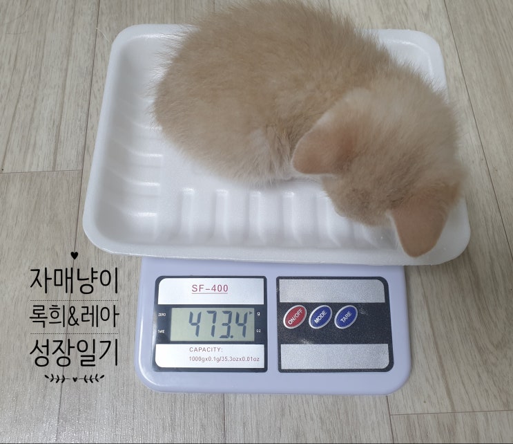  [냥집사 고민] 아기 고양이 평균 몸무게는?