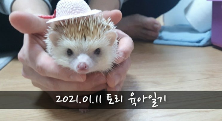  [2021.01.11] 토리 육아일기