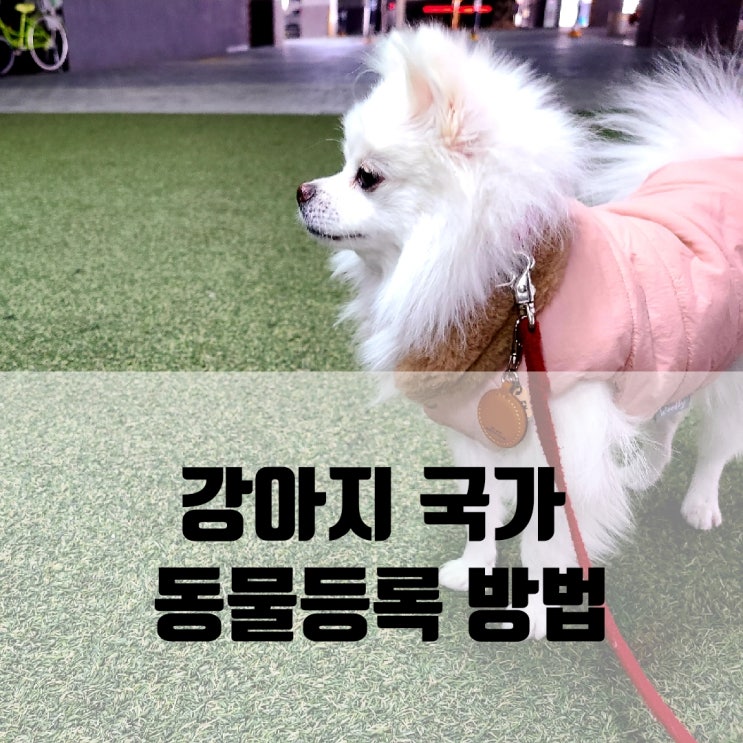 반려동물등록 강아지외장칩 비마이펫에서 강아지등록증 발급 받았어요 반려동물등록 강아지외장칩 비마이펫에서 강아지등록증 발급 받았어요