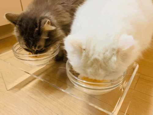 고양이 용품 쇼핑몰 헬로가토스 : 고양이 습식 간식 냥밥