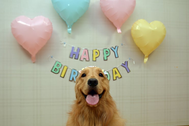  가비 생일 잔치~!