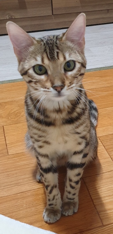  [번외편] 아기 뱅갈고양이 차차 ~