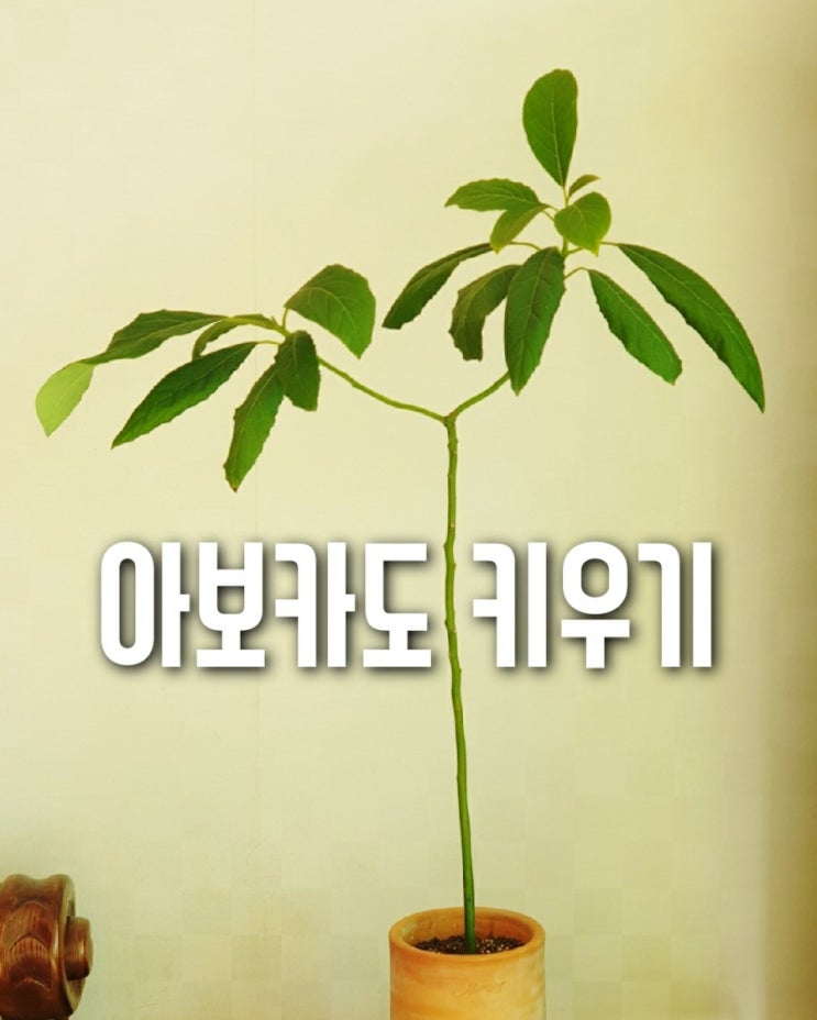  아보카도 키우기
