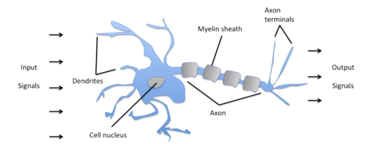  Neural Network 뉴럴 네트워크 쉽게 이해하기 backward propagation