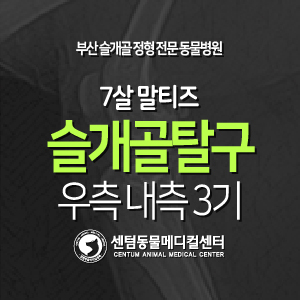  [슬개골 탈구 수술 증례] 7살 / 말티즈 / 우측 내측 3기 (부산 탈구교정 전문 동물병원, 센텀동물메디컬센터)
