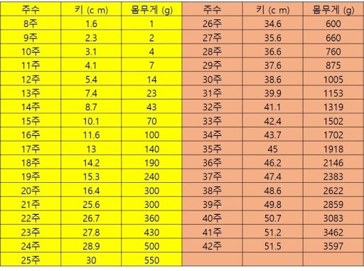 [임신 5주차] 주차별 태아 크기/테스트기 대량 구입/임산부 소화불량/입덧 8가지 종류(남편 입덧)