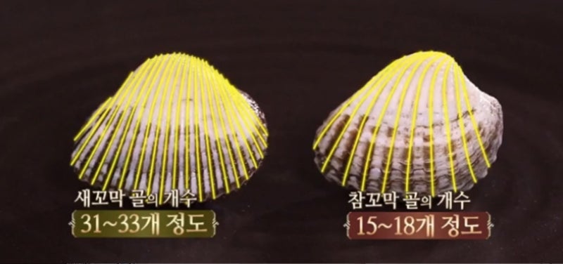 1월 제철음식 꼬막 보관법 효능 참꼬막 새꼬막 구별법 : 네이버 블로그
