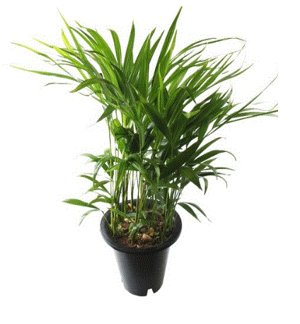  공기정화식물 중품 중형 실내공기정화식물 나무화분 미세먼지제거