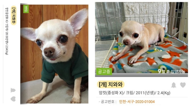 (공유) 유기견입양. 두번이나 길바닥에 버려진 치와와 와와의 가족이 되어주세요 (공유) 유기견입양. 두번이나 길바닥에 버려진 치와와 와와의 가족이 되어주세요