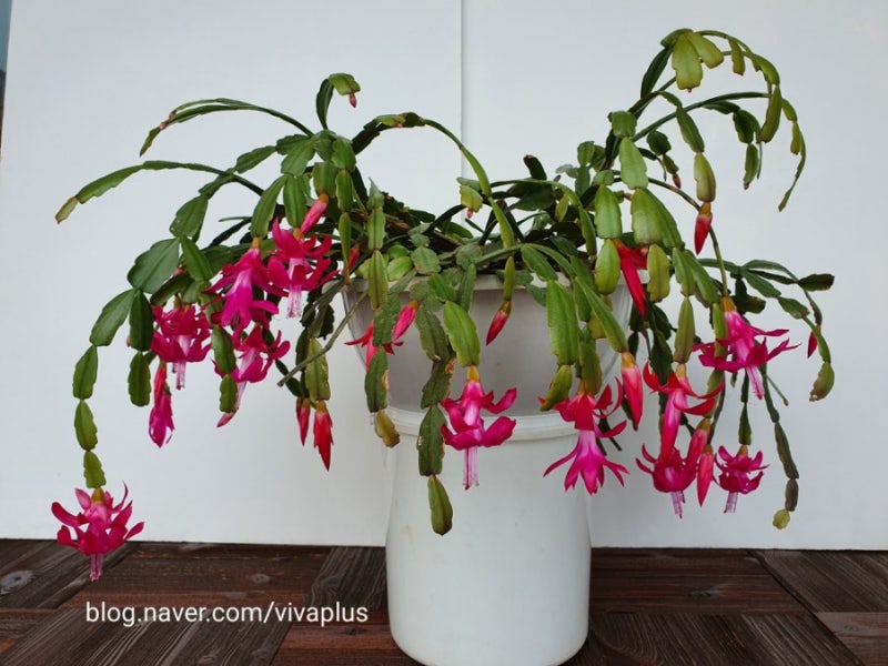 가재발선인장, 게발선인장, 크리스마스선인장(Christmas cactus), 집게발선인장(2021년 1월 12일) : 네이버 블로그 가재발선인장, 게발선인장, 크리스마스선인장(Christmas Cactus), 집게발선인장(2021년 1월 12일) : 네이버 블로그