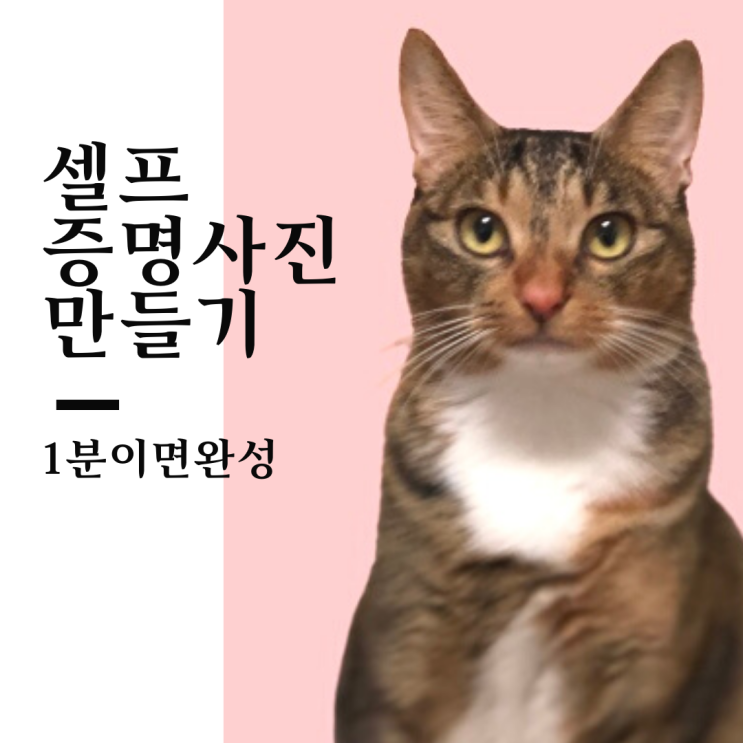  딱 1분이면 되는 포토샵없이 셀프 증명사진만들기