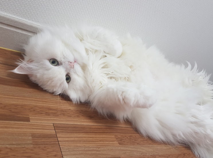  평소 고양이 오줌의 양 체크해 주세요