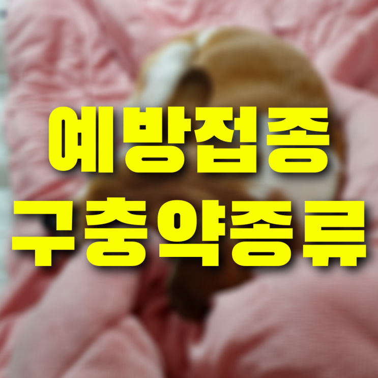  새끼강아지 예방접종부터 매년 맞는 주사와 약, 이 글로 끝내세요