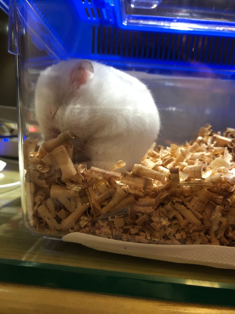 바퀴에서 달리는 작은 갈색과 흰색 햄스터는 투명한 배경을 가지고 있다, 투명한 배경 위에 분리된 바퀴를 타고 달리는 작은 갈색과 흰색  햄스터, 달리는 작은 갈색과 흰색 햄스터, 투명한 배경에 분리된 바퀴에 PNG 일러스트, image size:800x1067