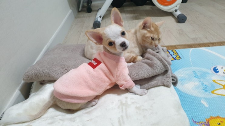  장모치와와 모모의 일상 ㅋㅋㅋ
