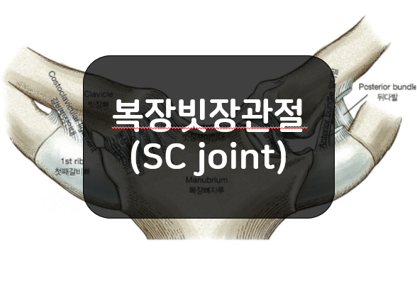 복장빗장관절(SternoClavicular, SC joint)의 일반적인 특징!!