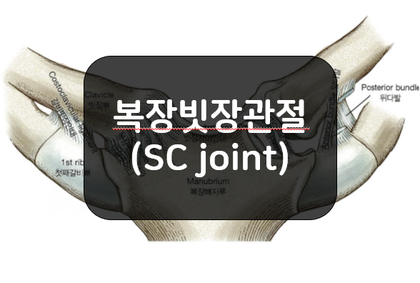  복장빗장관절(SternoClavicular, SC joint)의 일반적인 특징!!