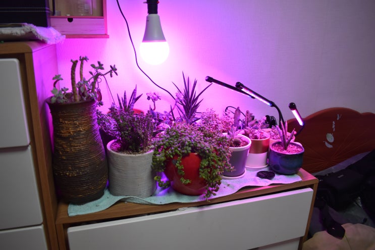 식물성장생장등 LED 사용후기