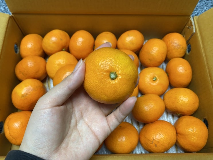  극조생감귤 / 제주감귤 :: 제주 극조생감귤