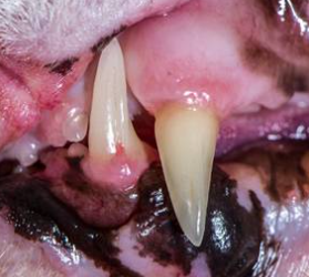 우리동생 의료칼럼] 이빨이 사라지는 고양이 치아흡수성 병변 들어보셨나요? : 네이버 블로그