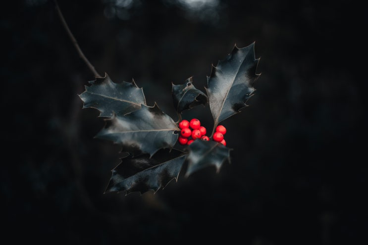 경매사(약용) 경매사(약용)