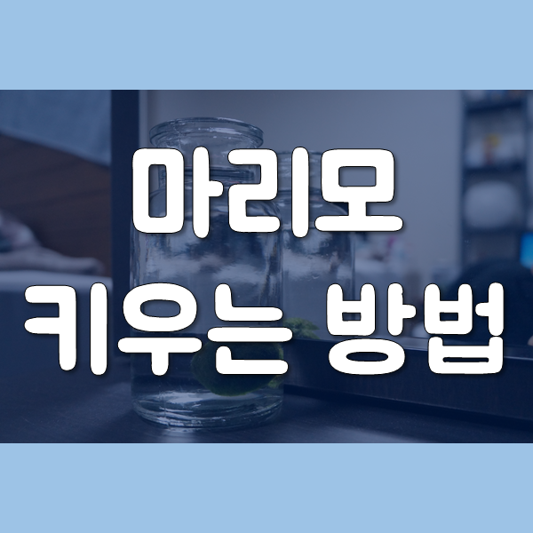  마리모 키우기 - 죽는 이유와 잘 키우는 법까지!