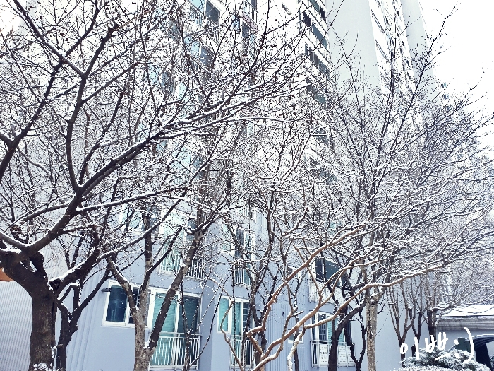 겨울나무의 아름다움