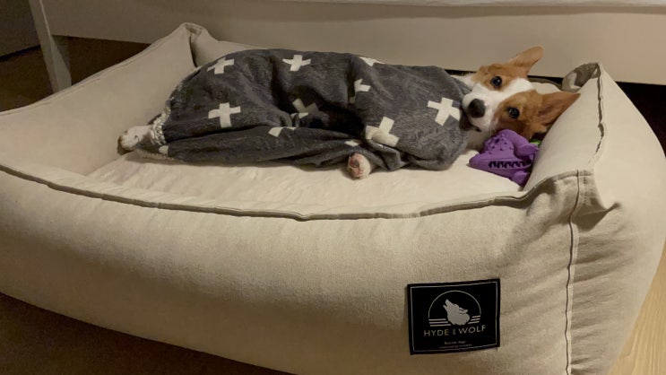  [Dog] 하이드앤울프 :: 호박이의 100%코튼 핸드메이드 침대 (HYDE AND WOLF, 반려견, 반려견침대, 강아지침대, 핸드메이드침대, 웰시코기)